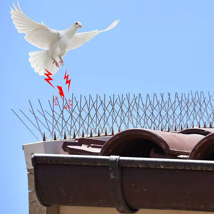 Anti-Pigeon-Societe-dépigeonnage-casablanca-maroc