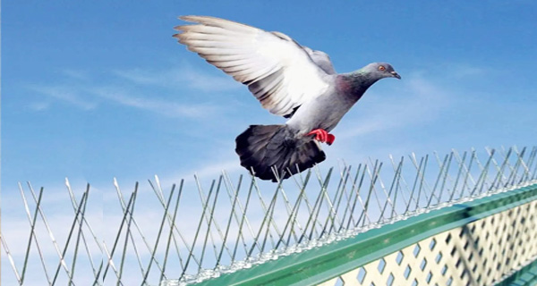 Pic Anti Pigeon Dépigeonnage casablanca