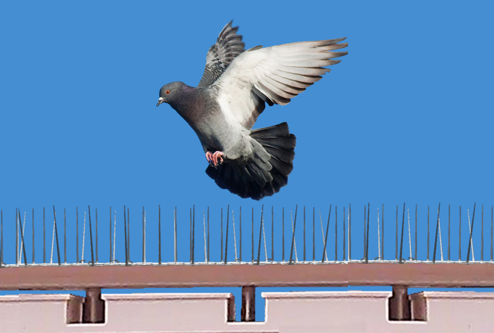 Societe de dépigeonnage anti pigeon casablanca